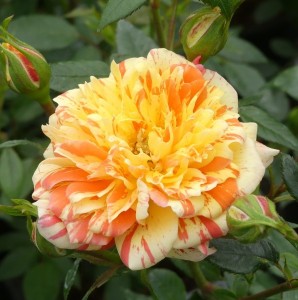 CLAIRE RAYNER (miniature)